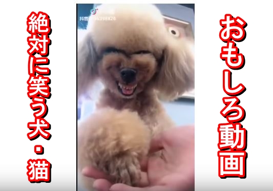 おもしろ動画 絶対に笑う犬 猫動画 癒し系爆笑映像集